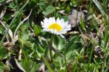 Bellis perennis