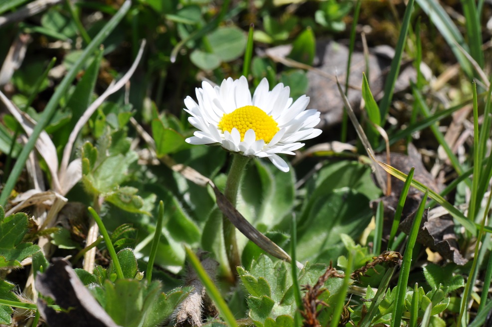 Изображение особи Bellis perennis.