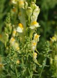 Linaria vulgaris