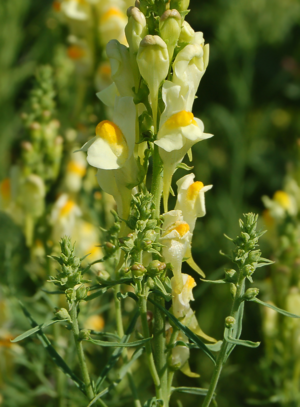 Изображение особи Linaria vulgaris.