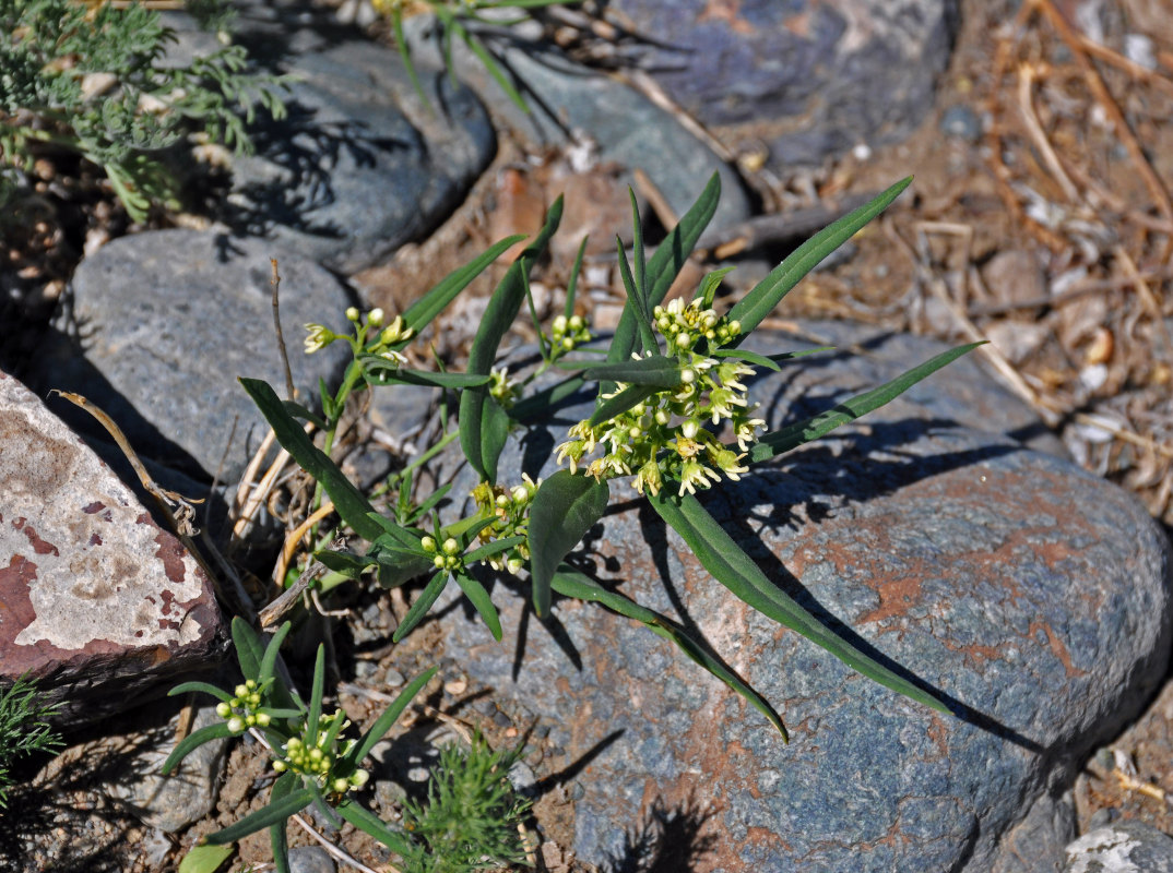 Image of Vincetoxicum sibiricum specimen.