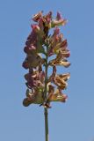 Salvia pomifera. Верхушка побега с отцветшим соцветием. Греция, о-в Крит, ном Ханья (Νομός Χανίων), дим Киссамос (Κίσσαμος), прибрежная фригана. 25 июня 2017 г.