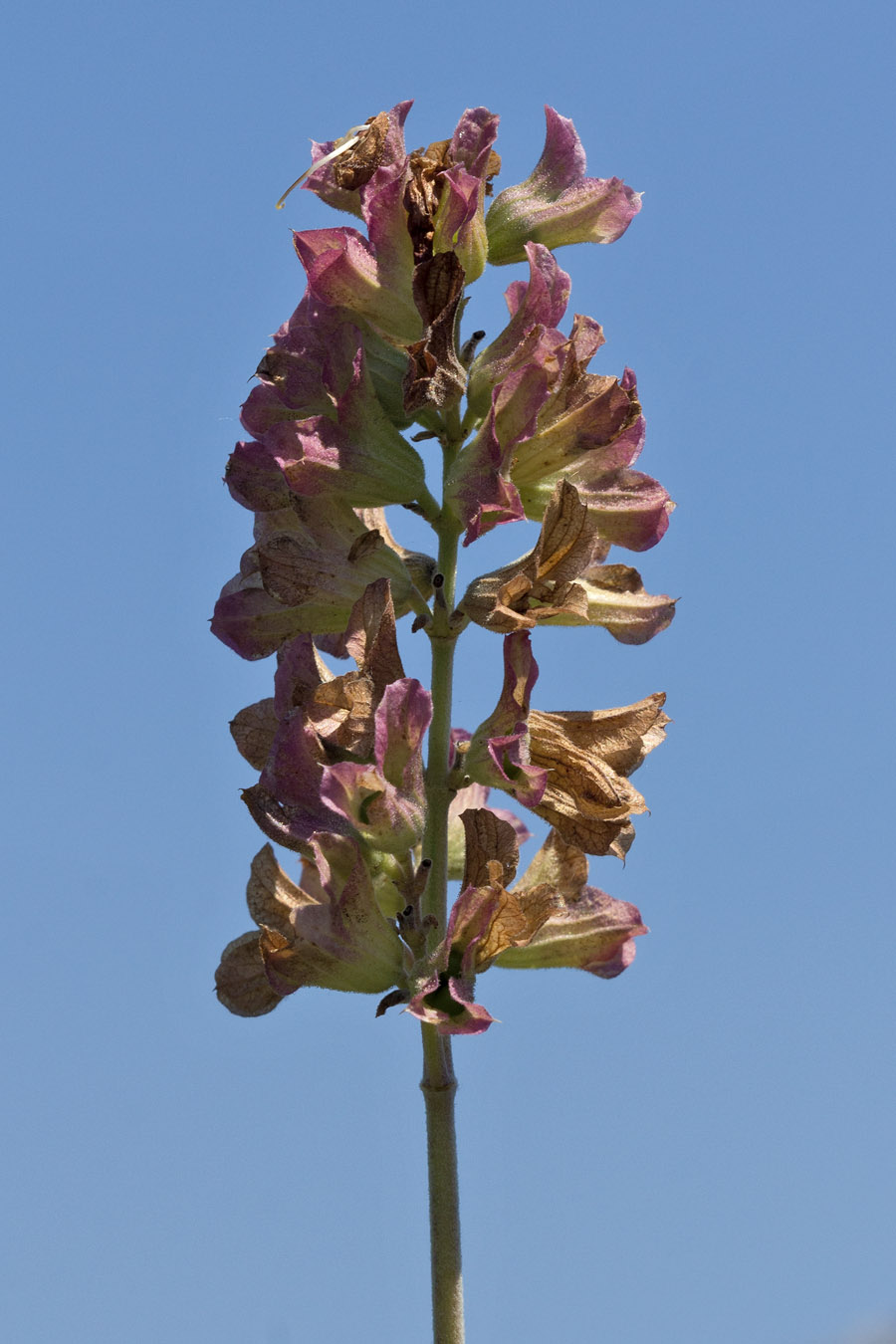 Изображение особи Salvia pomifera.