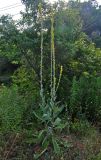 Verbascum gnaphalodes