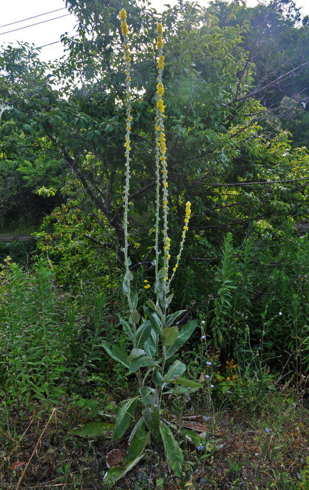 Изображение особи Verbascum gnaphalodes.