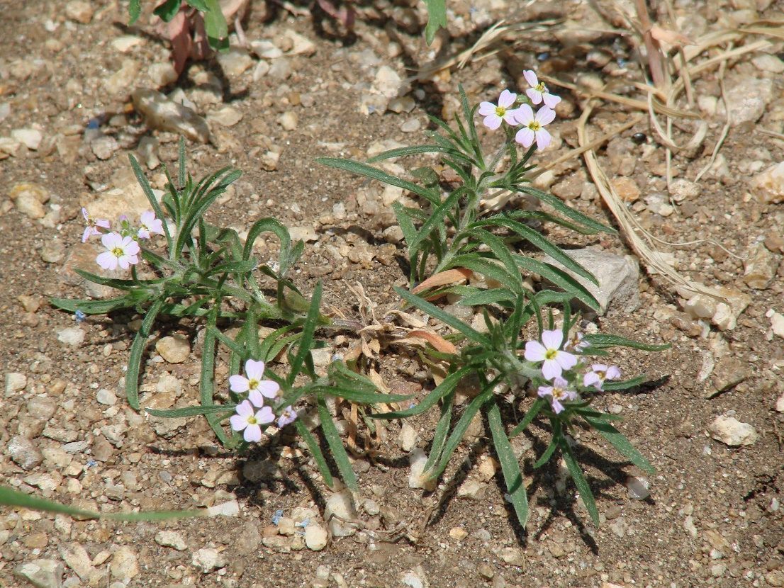 Изображение особи Dontostemon integrifolius.