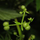 Galium vaillantii