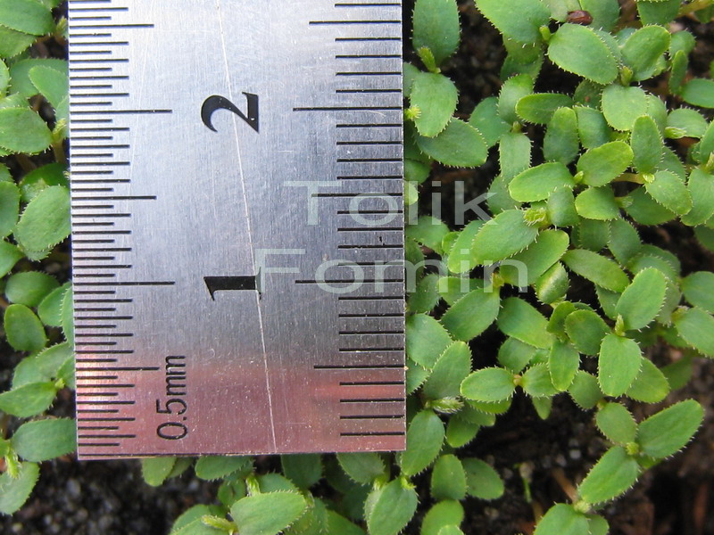 Image of Rhododendron schlippenbachii specimen.