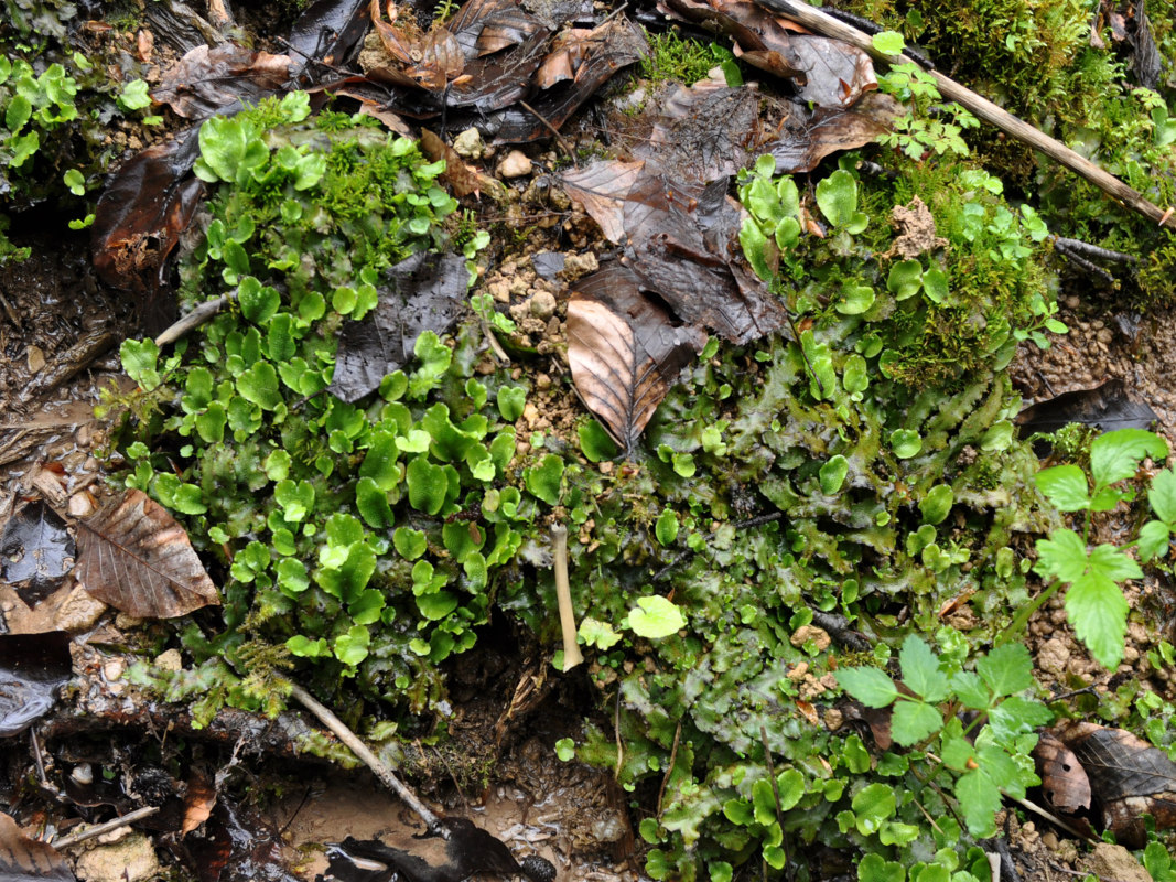 Image of Conocephalum conicum specimen.