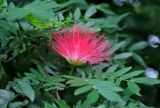 Calliandra haematocephala. Соцветие и листья. Малайзия, Куала-Лумпур, в культуре. 13.05.2017.