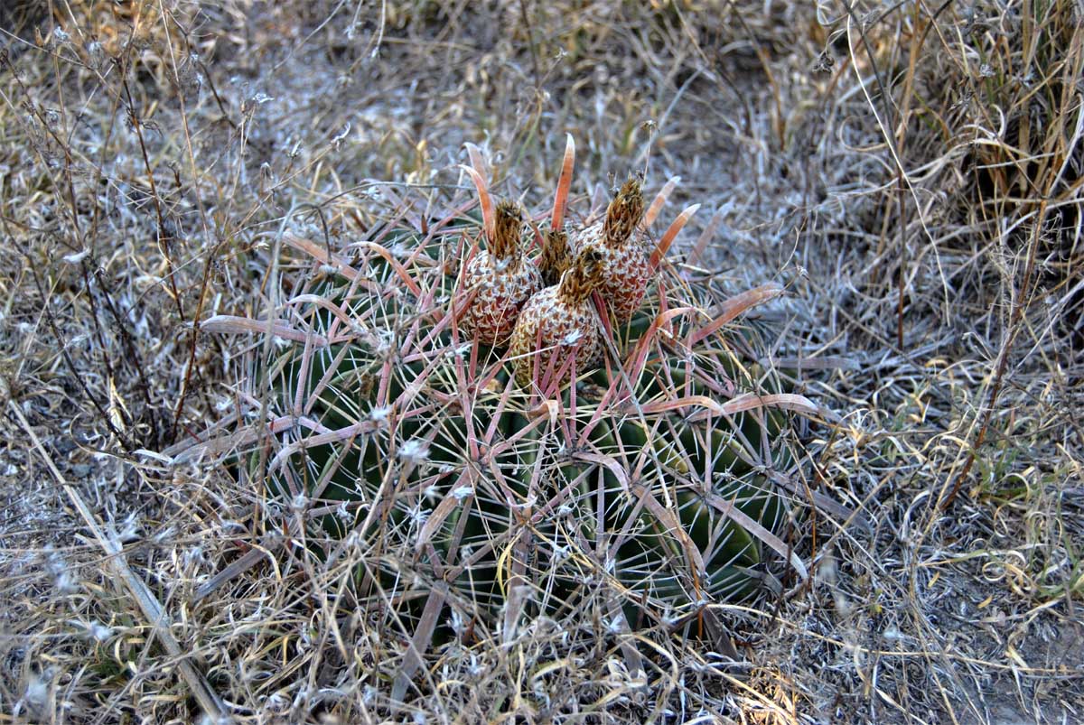 Image of Ferocactus latispinus specimen.