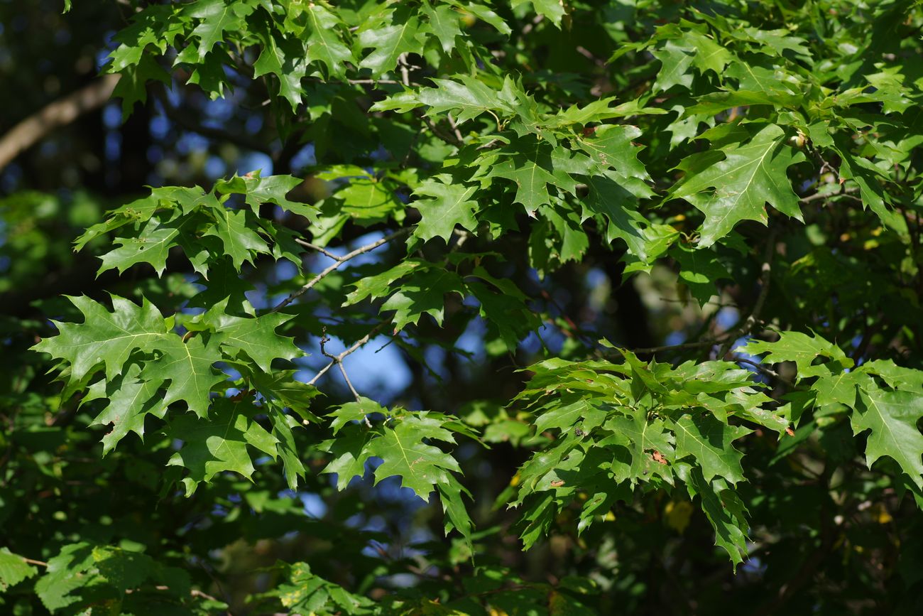 Изображение особи Quercus rubra.