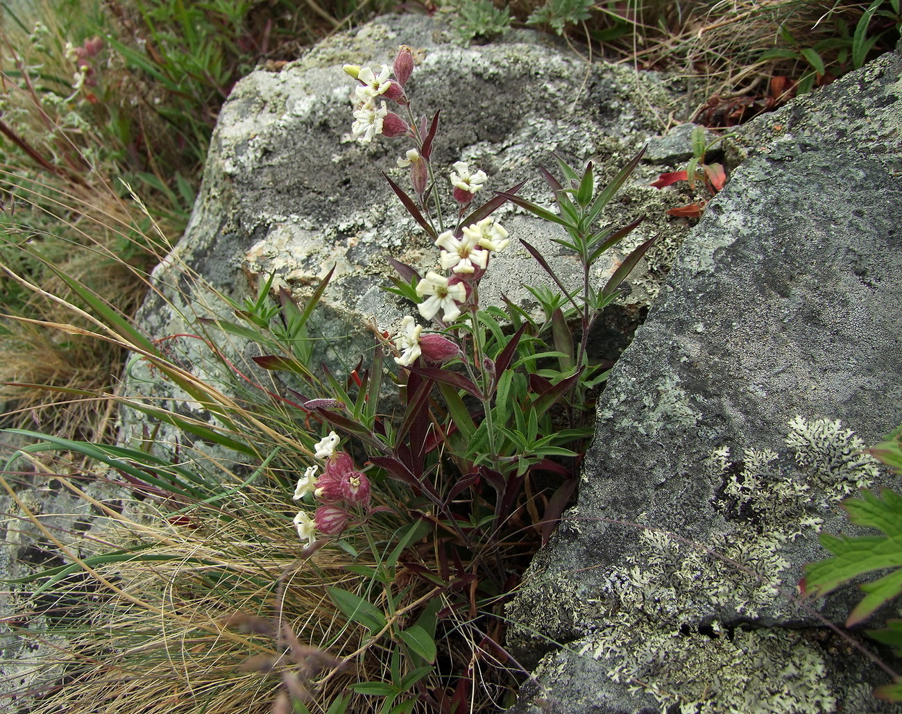 Image of Silene amoena specimen.