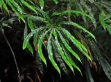 Oleandra pistillaris. Вайи. Малайзия, Камеронское нагорье, ≈ 1500 м н.у.м., обрывистый склон во влажном тропическом лесу. 03.05.2017.