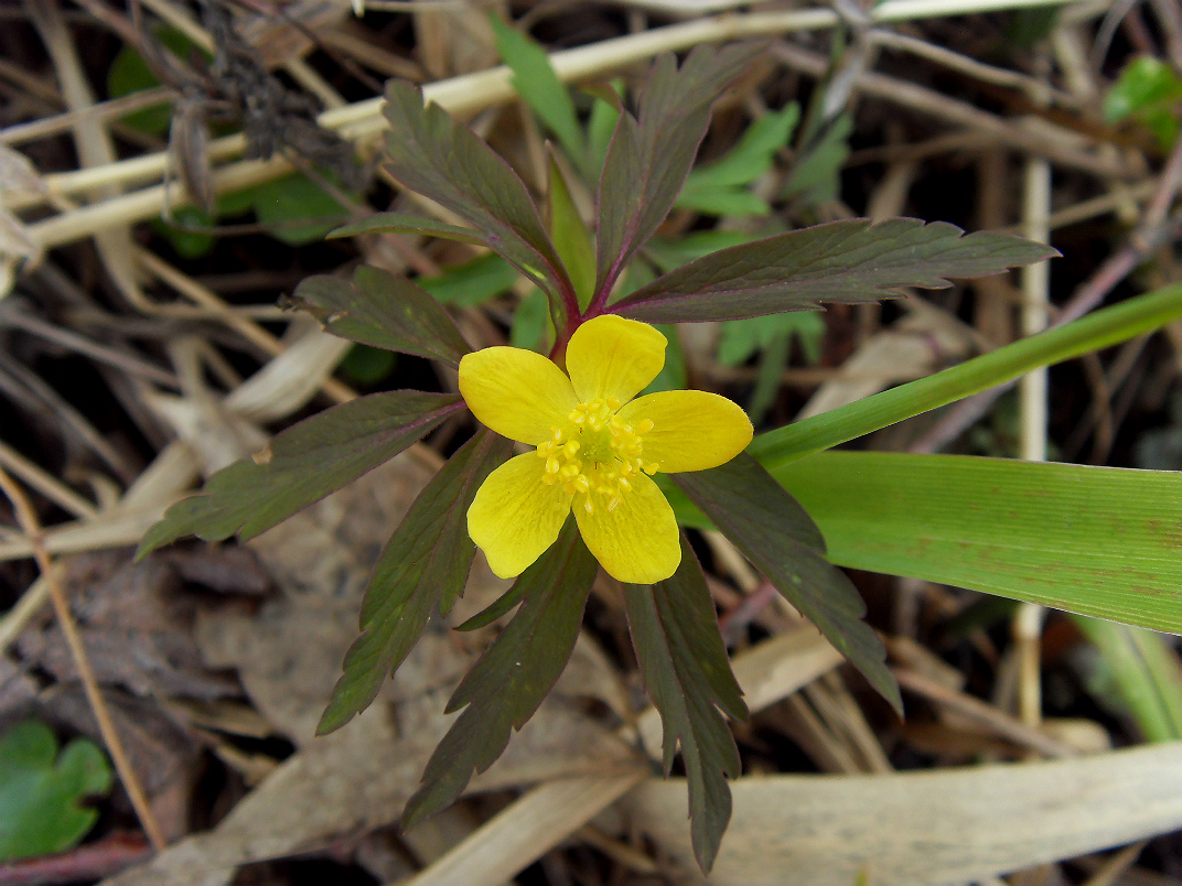 Изображение особи Anemone ranunculoides.