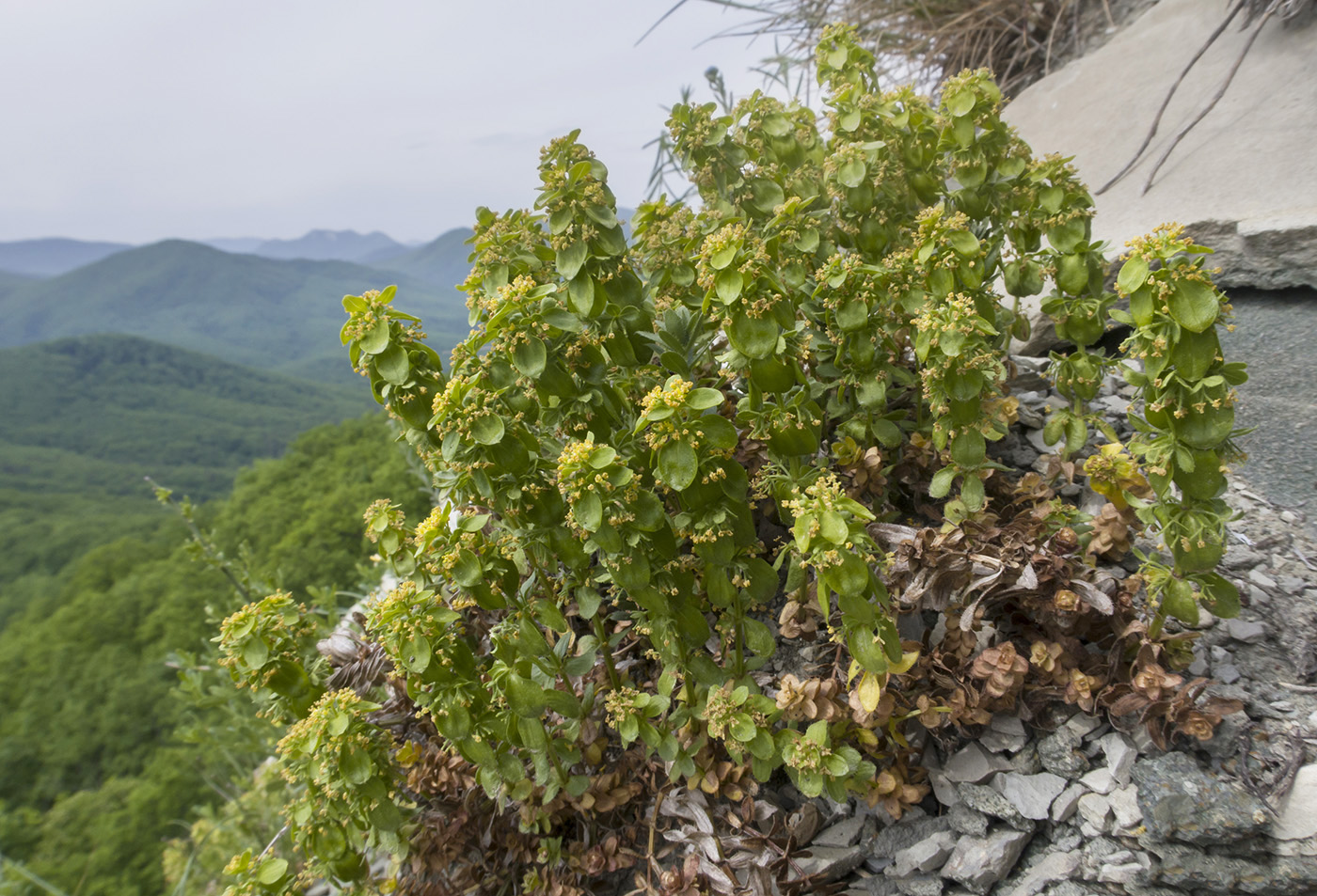 Image of Cruciata laevipes specimen.