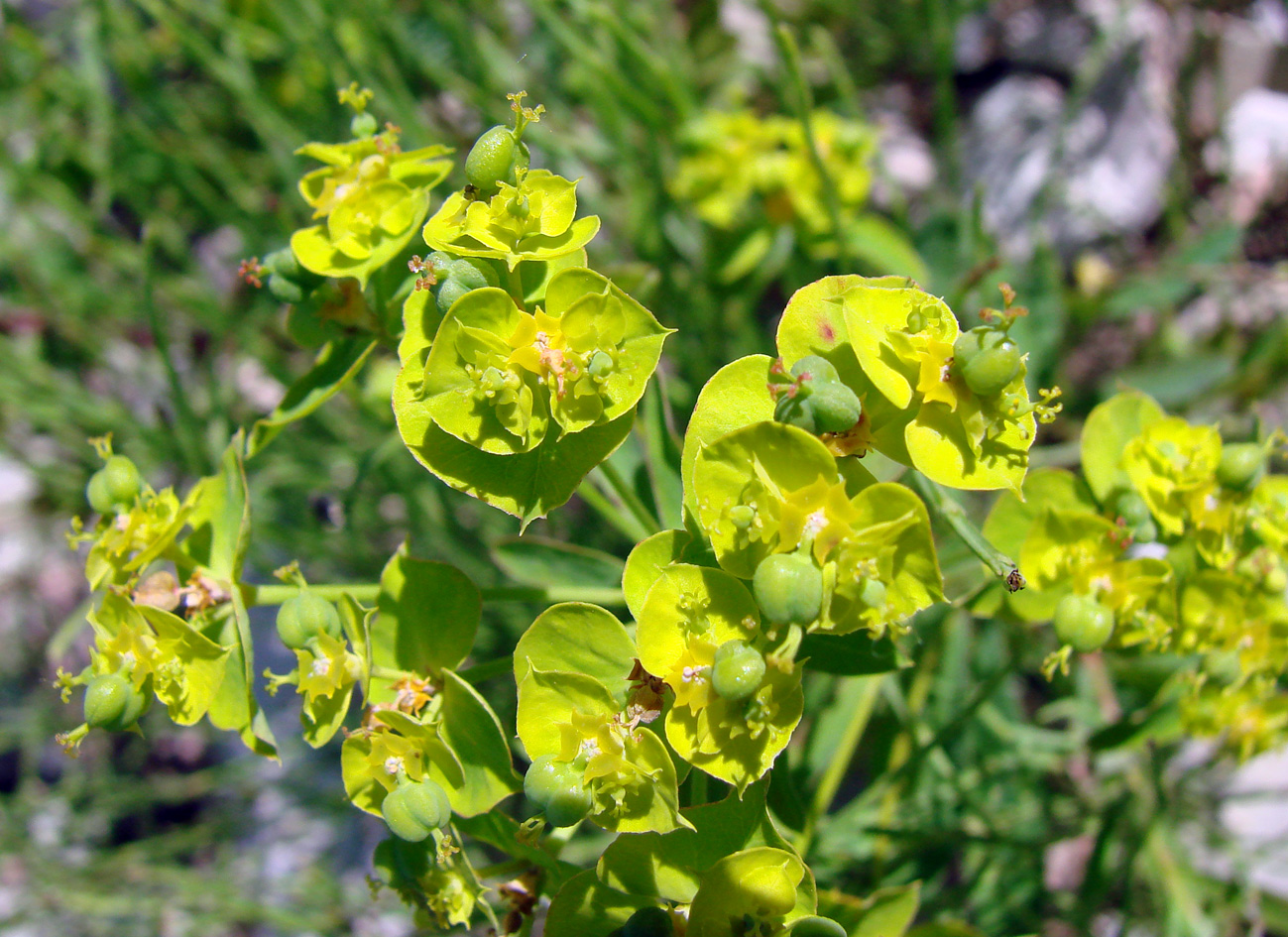 Изображение особи Euphorbia borealis.