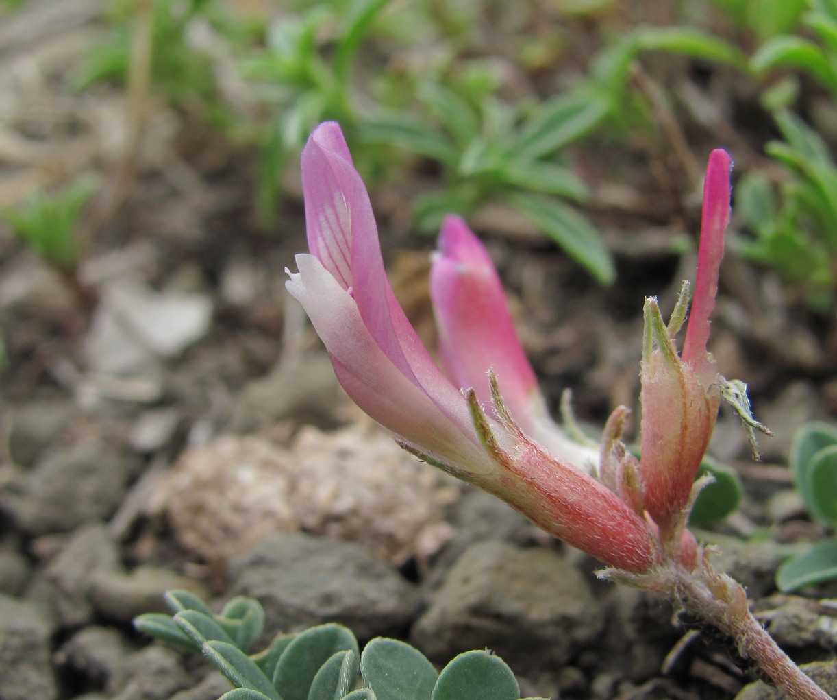 Image of Astragalus buschiorum specimen.