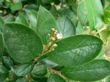 Cotoneaster lucidus