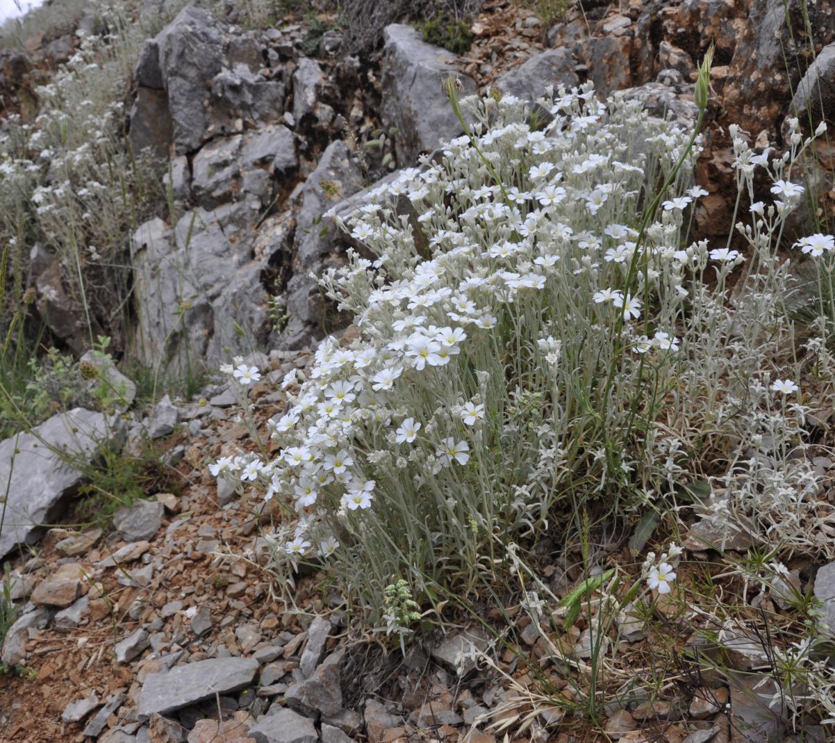 Image of Cerastium candidissimum specimen.