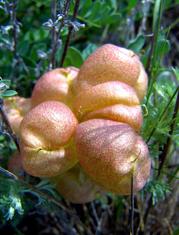 Изображение особи Astragalus physodes.