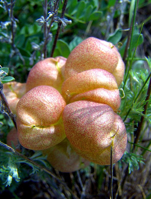 Image of Astragalus physodes specimen.