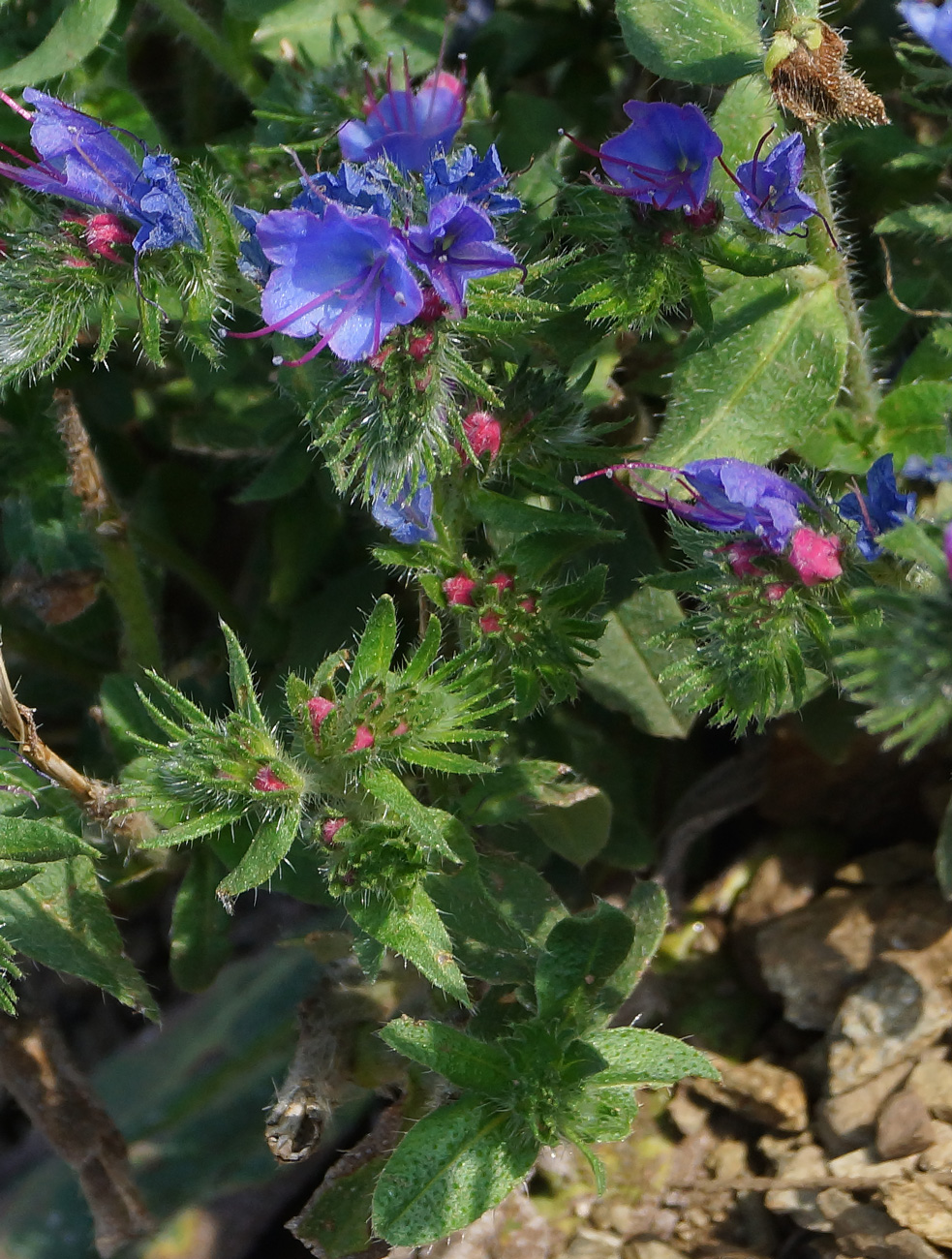 Изображение особи Echium vulgare.