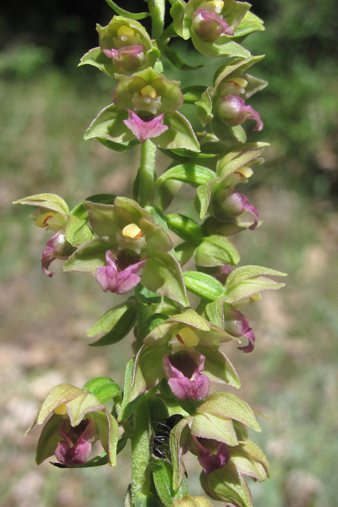 Изображение особи Epipactis helleborine.