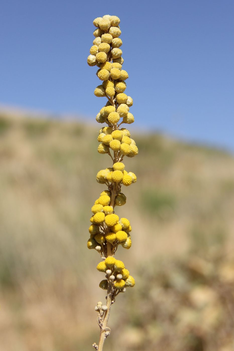 Image of Lepidolopsis turkestanica specimen.