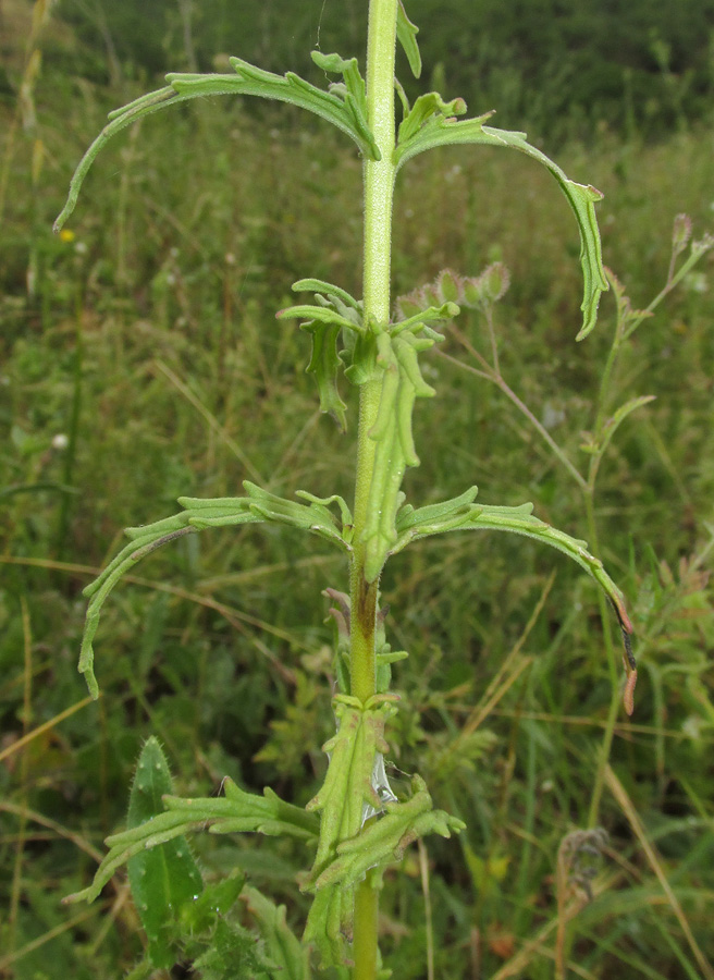 Image of Bellardia trixago specimen.