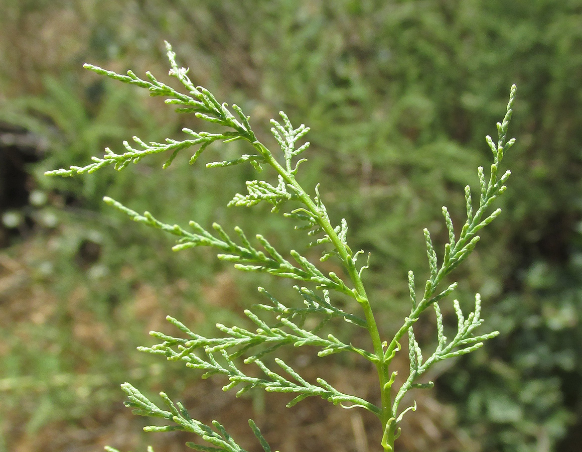 Image of Tamarix hohenackeri specimen.