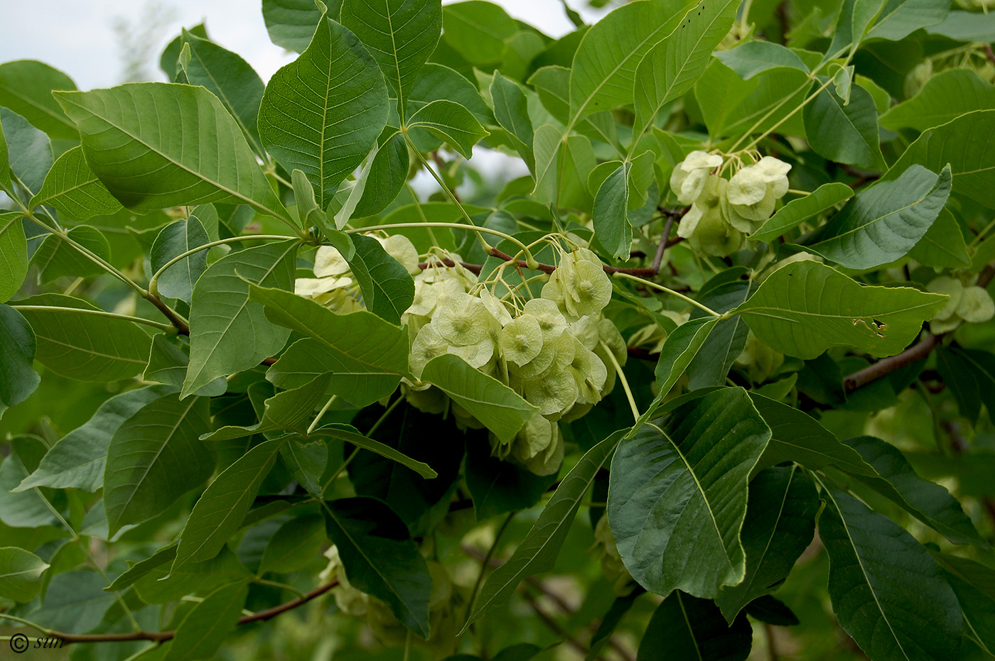 Изображение особи Ptelea trifoliata.