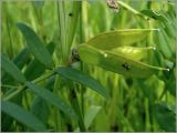 Vicia sepium. Незрелые плоды. Чувашия, окр. г. Шумерля, Низкое поле. 20 мая 2010 г.