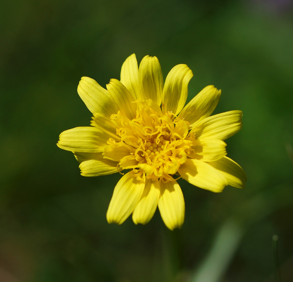 Image of Scorzonera austriaca specimen.