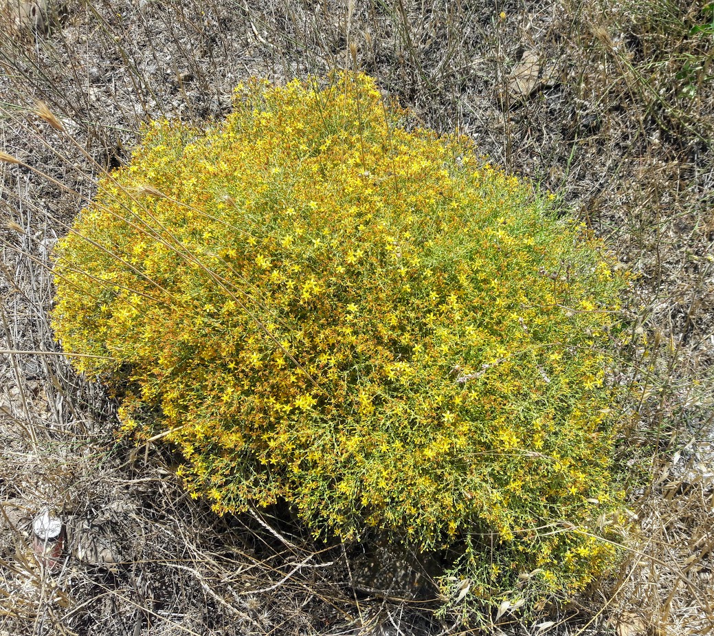 Image of Hypericum triquetrifolium specimen.