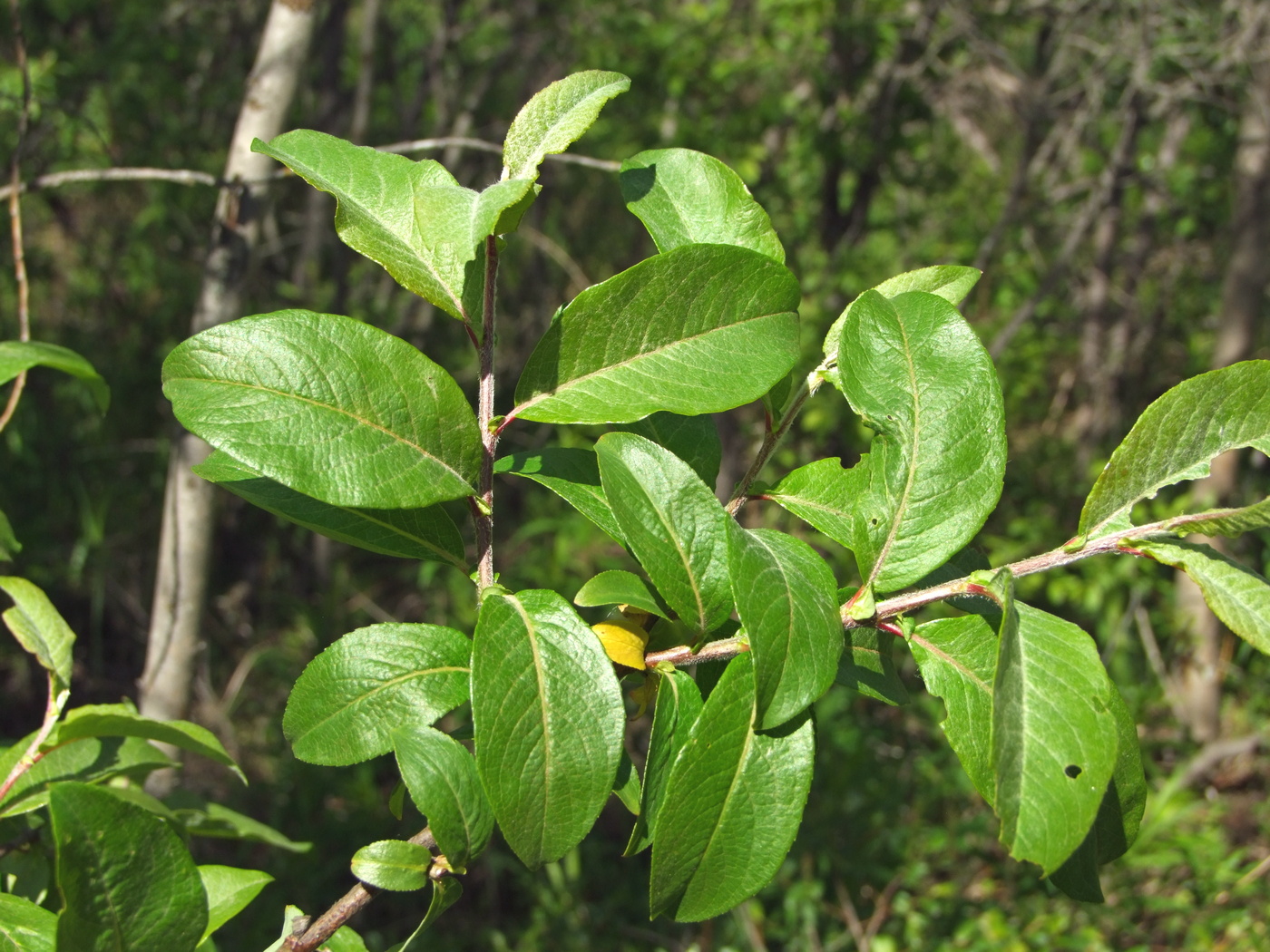 Изображение особи Salix hastata.