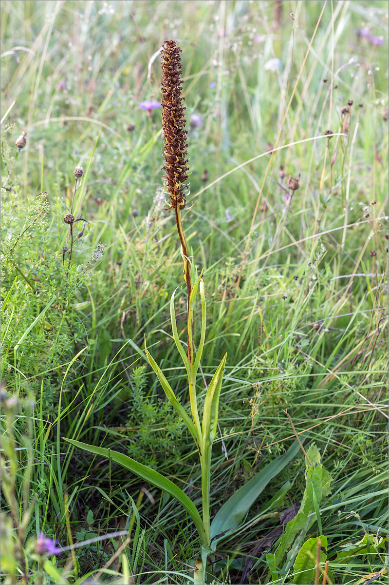 Изображение особи Gymnadenia densiflora.