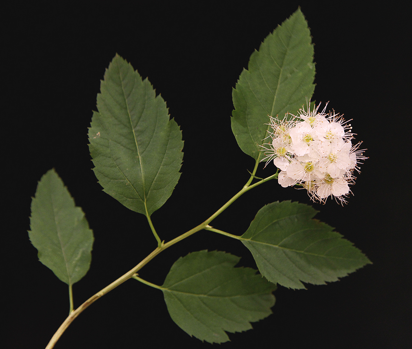 Изображение особи род Spiraea.