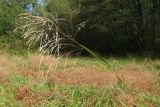 Glyceria maxima