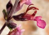 Teucrium divaricatum