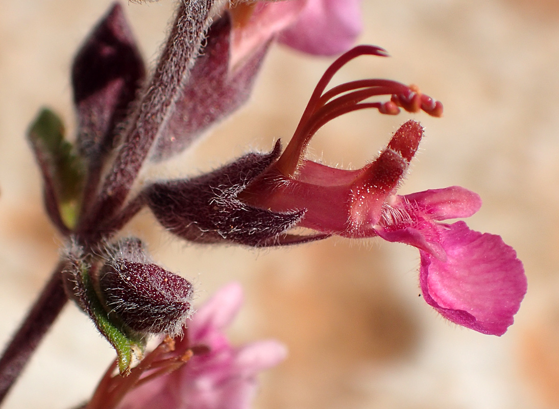 Изображение особи Teucrium divaricatum.