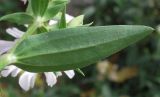 Saponaria officinalis f. pleniflora