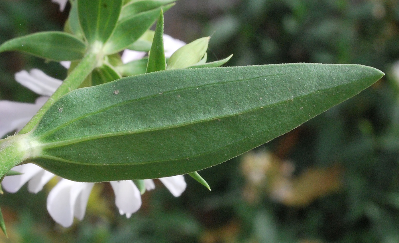 Image of Saponaria officinalis f. pleniflora specimen.