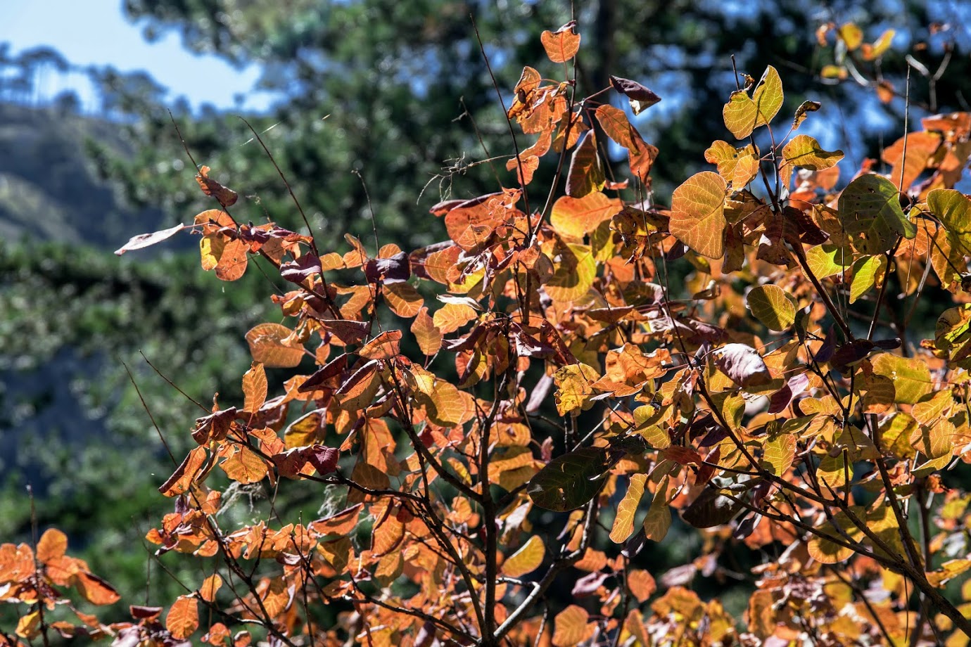 Изображение особи Cotinus coggygria.