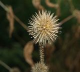 Dipsacus strigosus