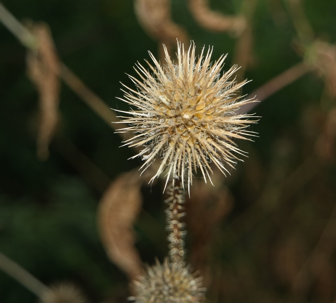 Image of Dipsacus strigosus specimen.