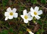 Claytonia acutifolia. Цветки. Чукотка, Билибинский рн, восточная окр. г. Билибино, склон сопки около БАЭС. 06.07.2018.