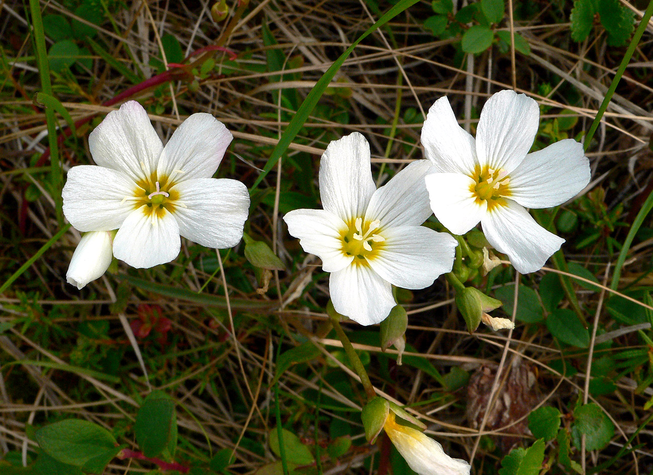 Изображение особи Claytonia acutifolia.