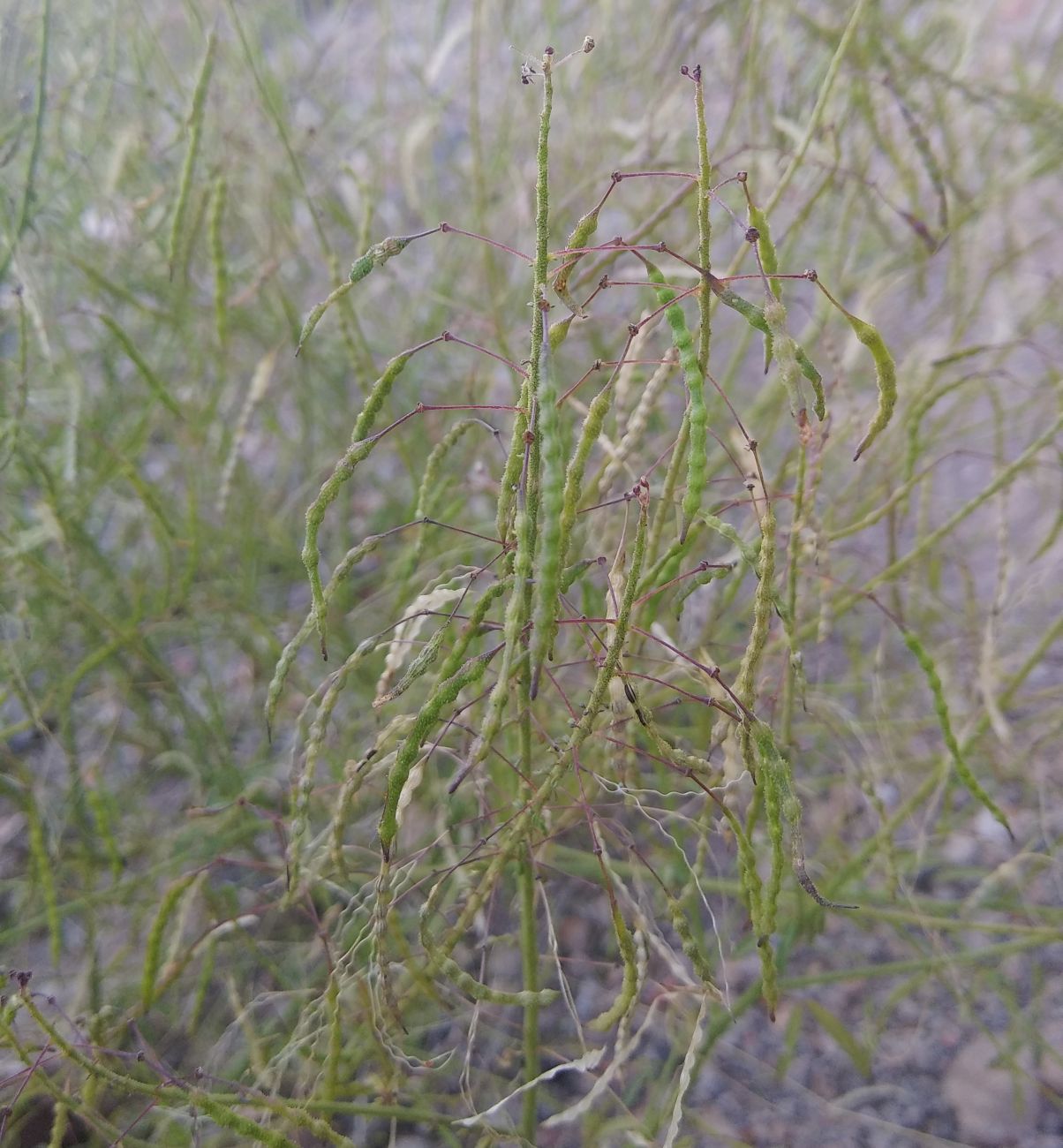 Image of Cleome iberica specimen.
