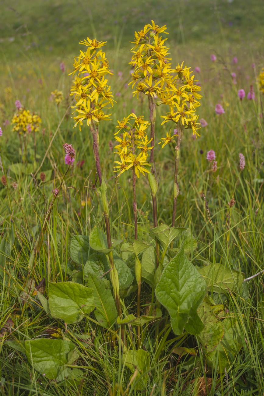 Изображение особи Ligularia subsagittata.